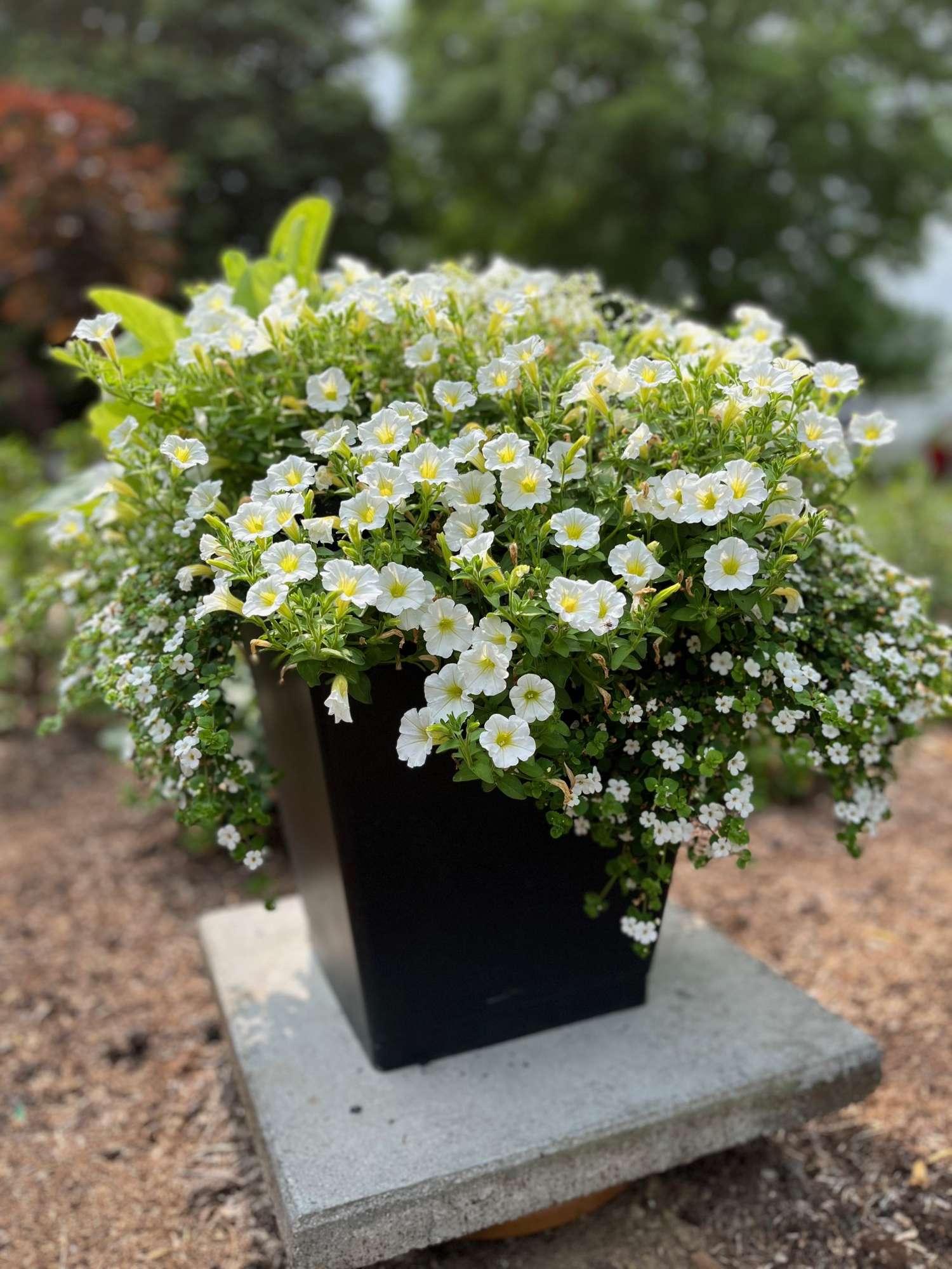 Itsekasteleva ruukku, ABC Plant Growers